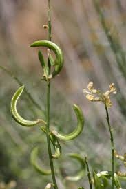 Attēlu rezultāti vaicājumam “Trichia ambigua stalked”