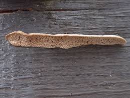 Attēlu rezultāti vaicājumam “Gloeophyllum trabeum”