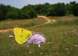 Attēlu rezultāti vaicājumam “Colias croceus”