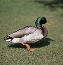 Attēlu rezultāti vaicājumam “Anas platyrhynchos male”