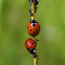 Attēlu rezultāti vaicājumam “Coccinella septempunctata”