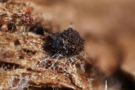 Attēlu rezultāti vaicājumam “Neocudoniella albiceps”