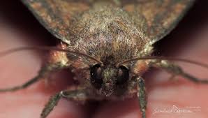 Attēlu rezultāti vaicājumam “Mythimna turca”