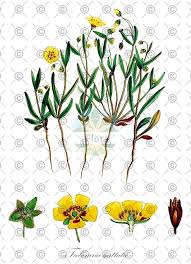 Attēlu rezultāti vaicājumam “Helianthemum nummularium fruit”