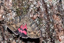 Attēlu rezultāti vaicājumam “Catocala sponsa”