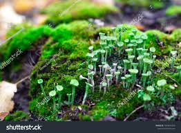 Attēlu rezultāti vaicājumam “Cladonia pyxidata”