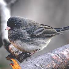 Image result for Junco hyemalis