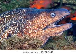 Image result for Muraena helena