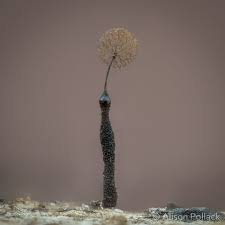 Attēlu rezultāti vaicājumam “Clastoderma debaryanum spores”