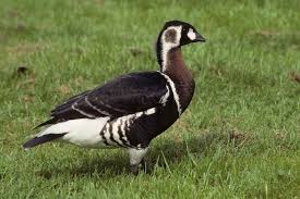 Attēlu rezultāti vaicājumam “Branta ruficollis adult”