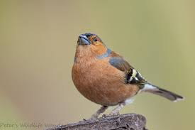 Attēlu rezultāti vaicājumam “Fringilla coelebs male”