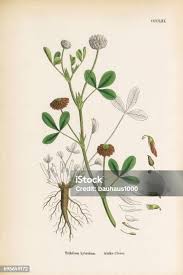 Attēlu rezultāti vaicājumam “Trifolium hybridum”