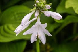 Attēlu rezultāti vaicājumam “Hosta sp. flower”