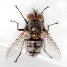 Attēlu rezultāti vaicājumam “Tachinidae”