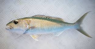 Image result for Aprion virescens