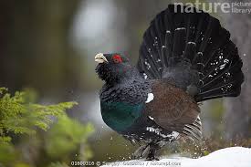 Attēlu rezultāti vaicājumam “Tetrao urogallus male”