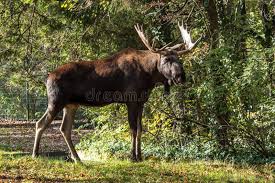 Attēlu rezultāti vaicājumam “Alces alces”