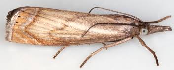 Attēlu rezultāti vaicājumam “Chrysoteuchia culmella”