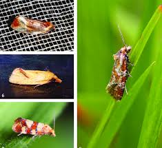 Attēlu rezultāti vaicājumam “Eulia ministrana”