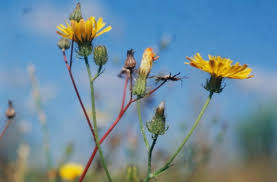 Attēlu rezultāti vaicājumam “Crepis paludosa fruit”