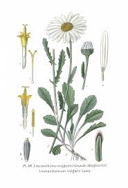 Image result for Leucanthemum vulgare