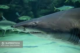 Image result for Carcharias taurus