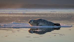 Image result for Pusa hispida