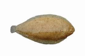 Image result for Solea solea