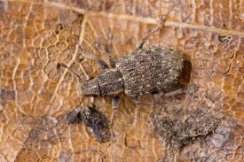 Attēlu rezultāti vaicājumam “Rhynchaenus lonicerae”