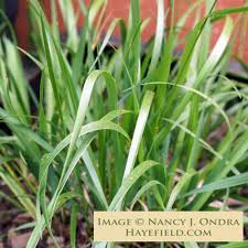 Attēlu rezultāti vaicājumam “Hierochloe odorata flower”