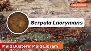 Attēlu rezultāti vaicājumam “Didymium serpula spores”