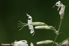 Attēlu rezultāti vaicājumam “Silene nutans”