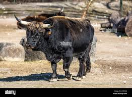 Attēlu rezultāti vaicājumam “Bos primigenius taurus”