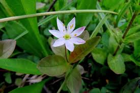 Attēlu rezultāti vaicājumam “Trientalis europaea fruit”