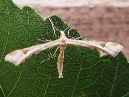 Attēlu rezultāti vaicājumam “Platyptilia sp.”