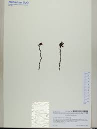 Attēlu rezultāti vaicājumam “Arenaria procera”