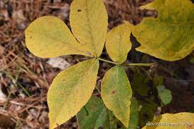 Attēlu rezultāti vaicājumam “Carya”