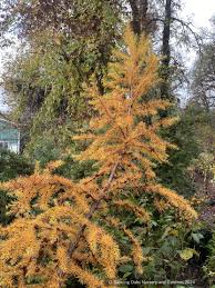 Attēlu rezultāti vaicājumam “Larix kaempferi female flower”