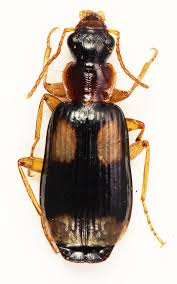 Attēlu rezultāti vaicājumam “Dromius quadrimaculatus”