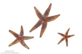 Image result for Asterias rubens