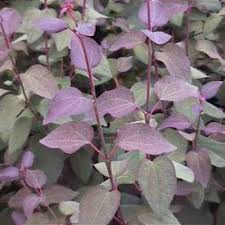 Attēlu rezultāti vaicājumam “Enkianthus chinensis leaf”