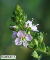 Attēlu rezultāti vaicājumam “Veronica anagallis-aquatica flower”