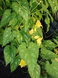 Attēlu rezultāti vaicājumam “Thladiantha dubia leaf”