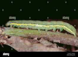 Attēlu rezultāti vaicājumam “Lacanobia oleracea”