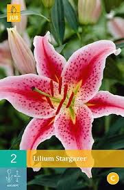 Image result for Lilie