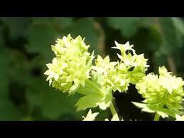 Attēlu rezultāti vaicājumam “Alchemilla subcrenata”