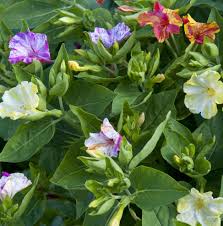 Image result for Mirabilis jalapa