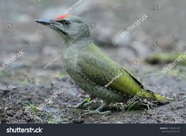 Attēlu rezultāti vaicājumam “Picus canus female”