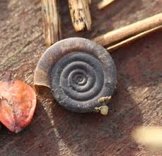 Attēlu rezultāti vaicājumam “Planorbidae”