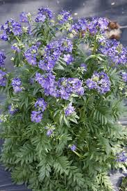 Attēlu rezultāti vaicājumam “Polemonium caeruleum fruit”